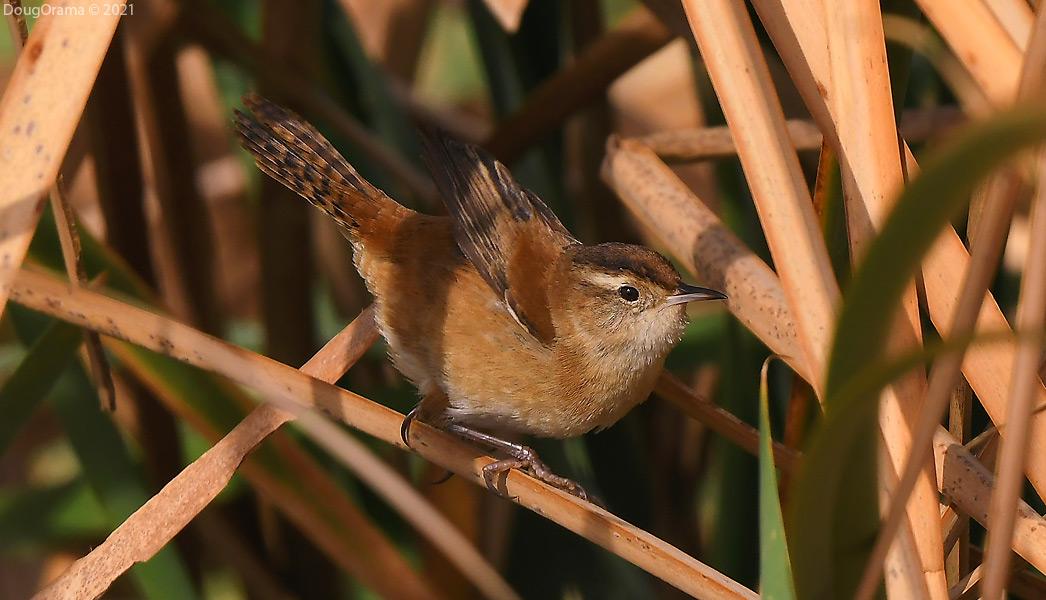marshwren2.jpg