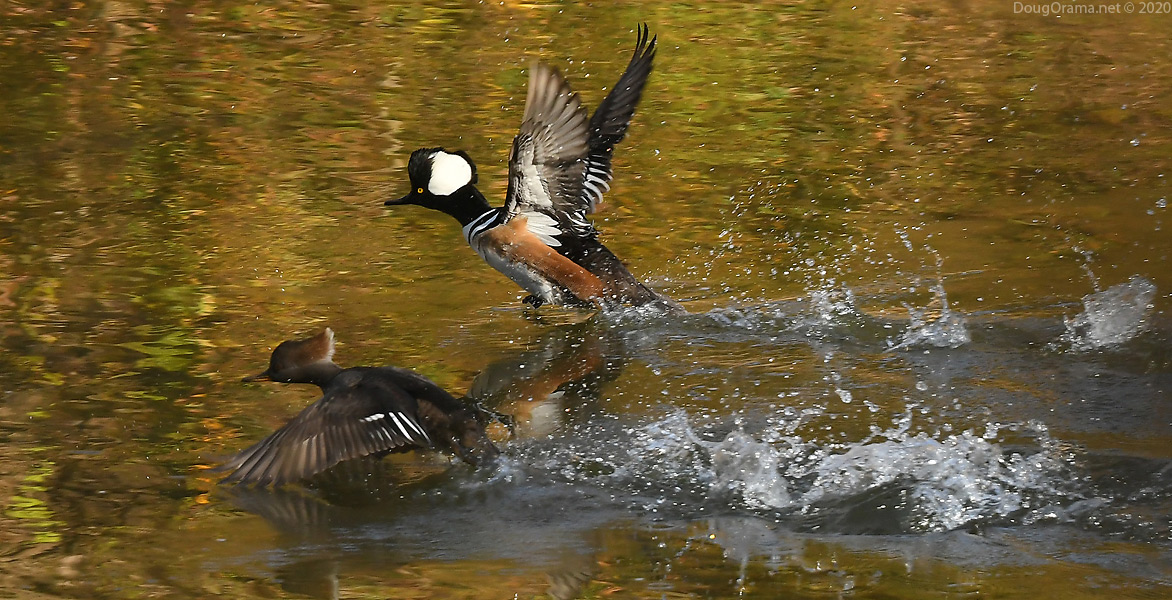 mergansers2.jpg