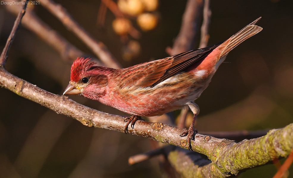 purplefinch.jpg