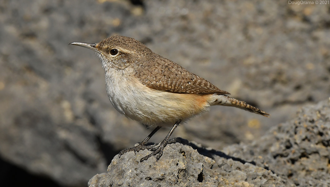rockwren3.jpg