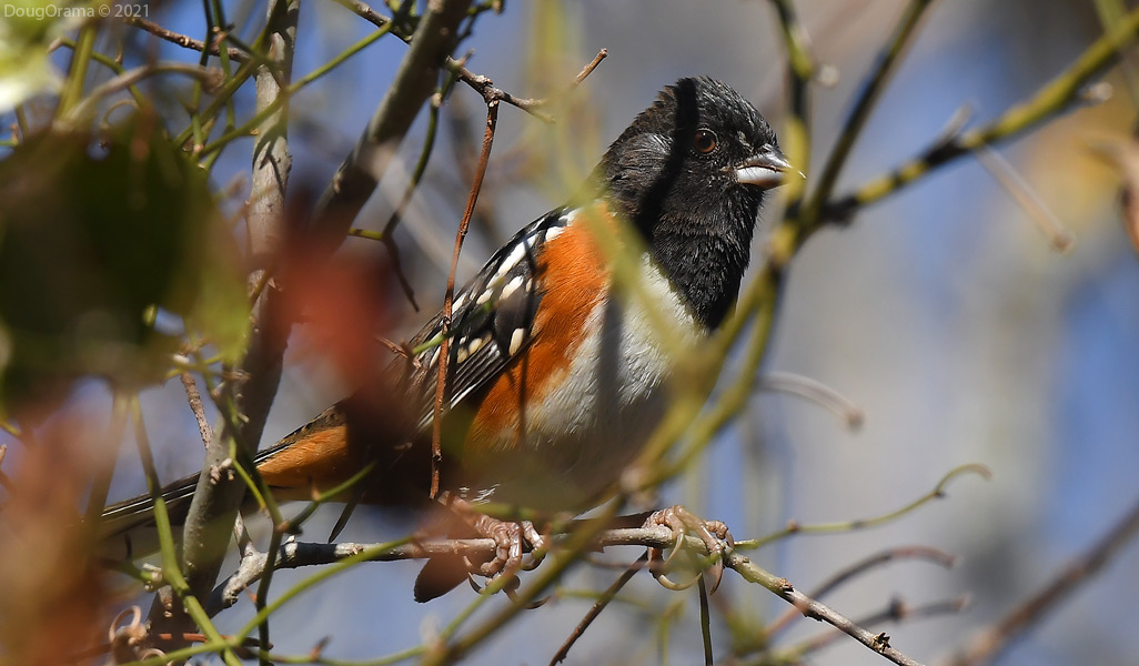 spottedtowhee.jpg