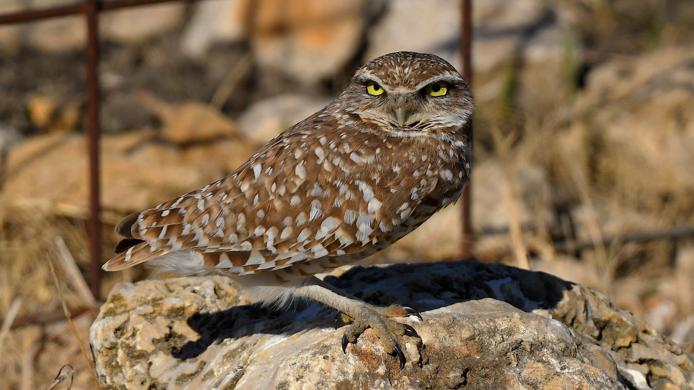 burrowingowl.jpg