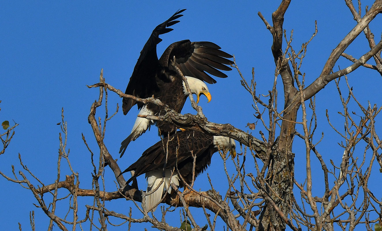 eaglemate.jpg