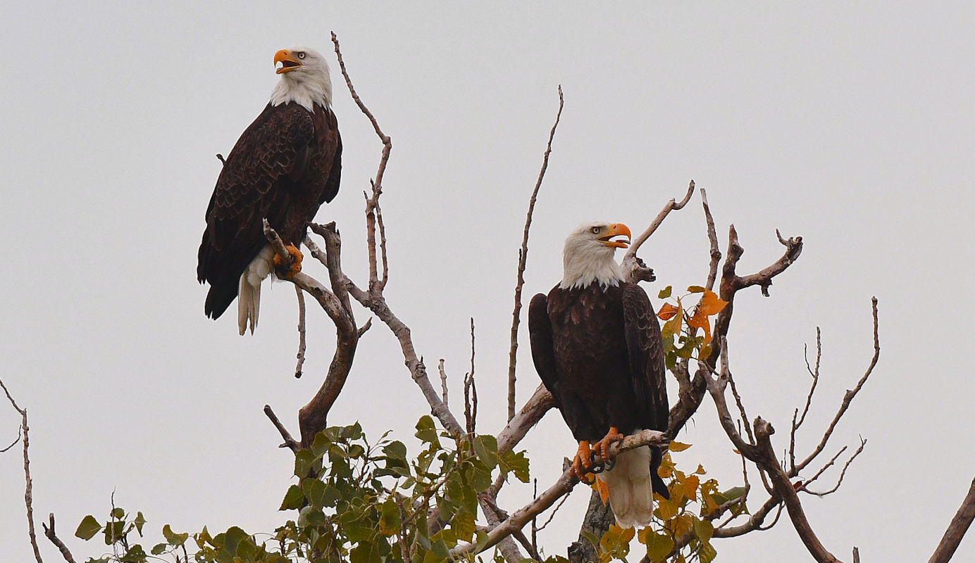 eaglepair.jpg