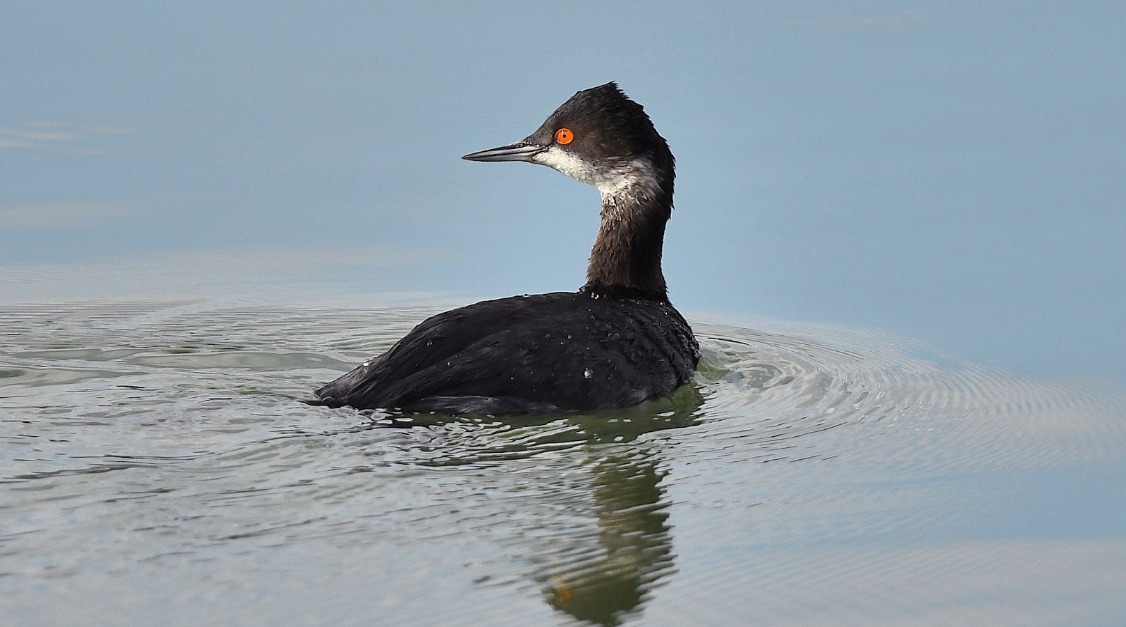 earedgrebe.jpg