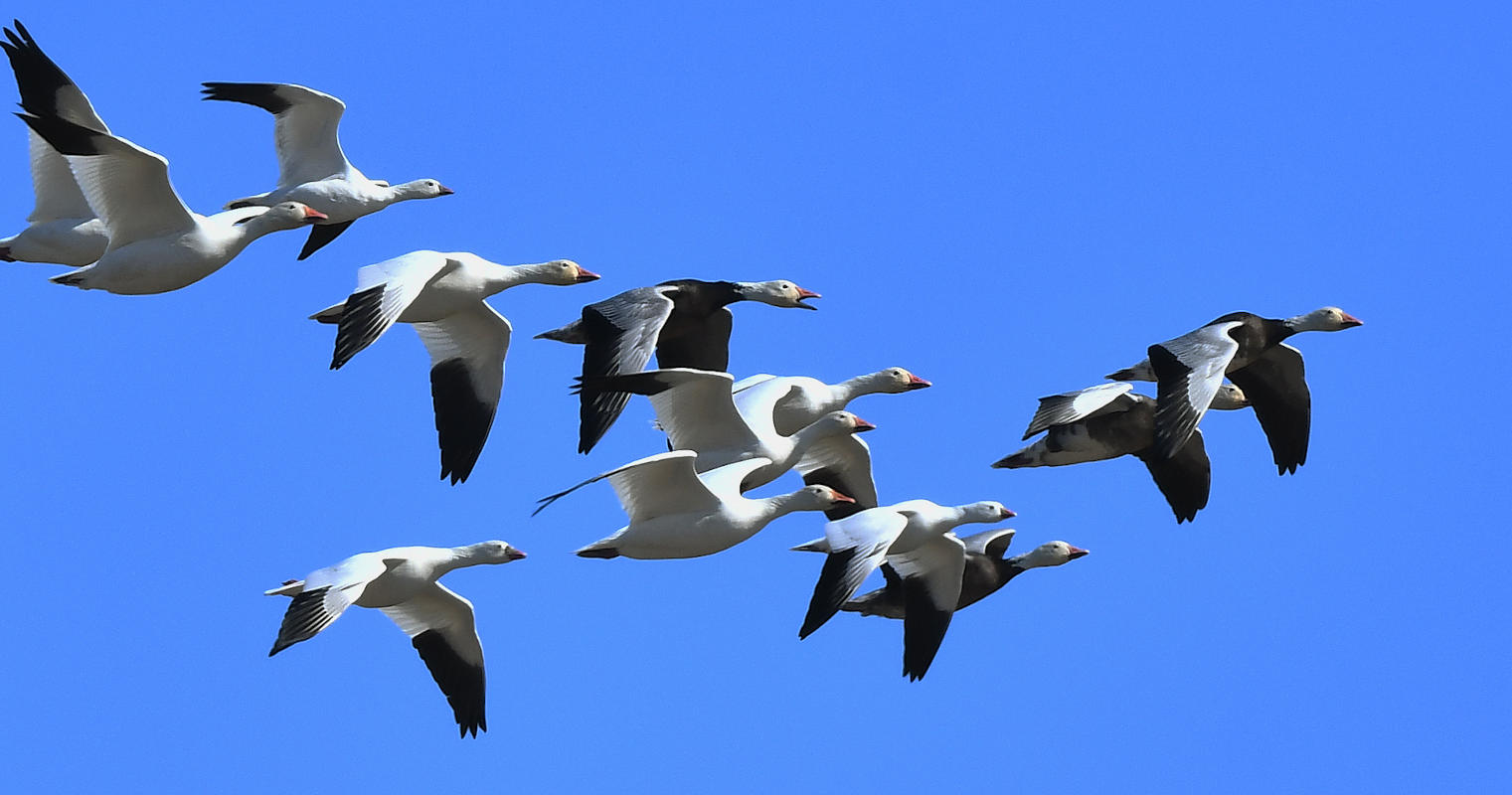 gooseflock2.jpg
