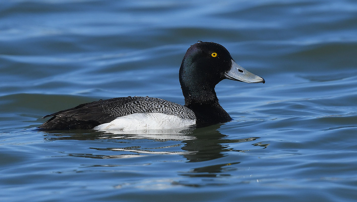 greaterscaup2.jpg
