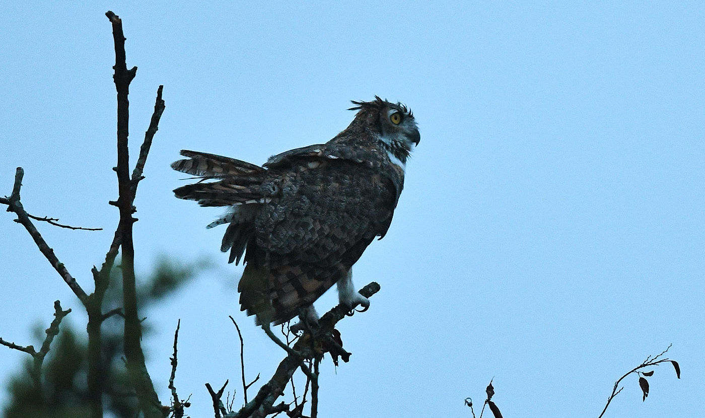 greathornedowl.jpg