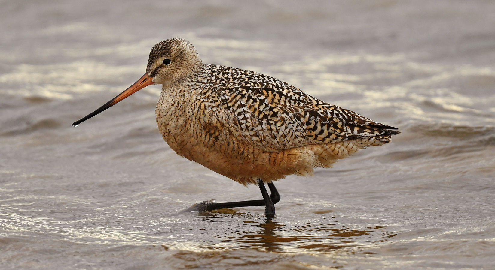 marbledgodwit.jpg