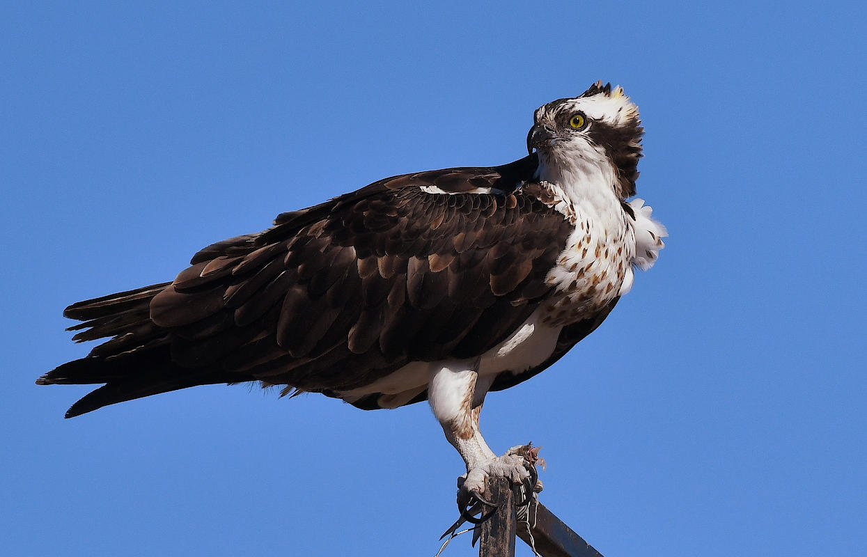 ospreyperch.jpg