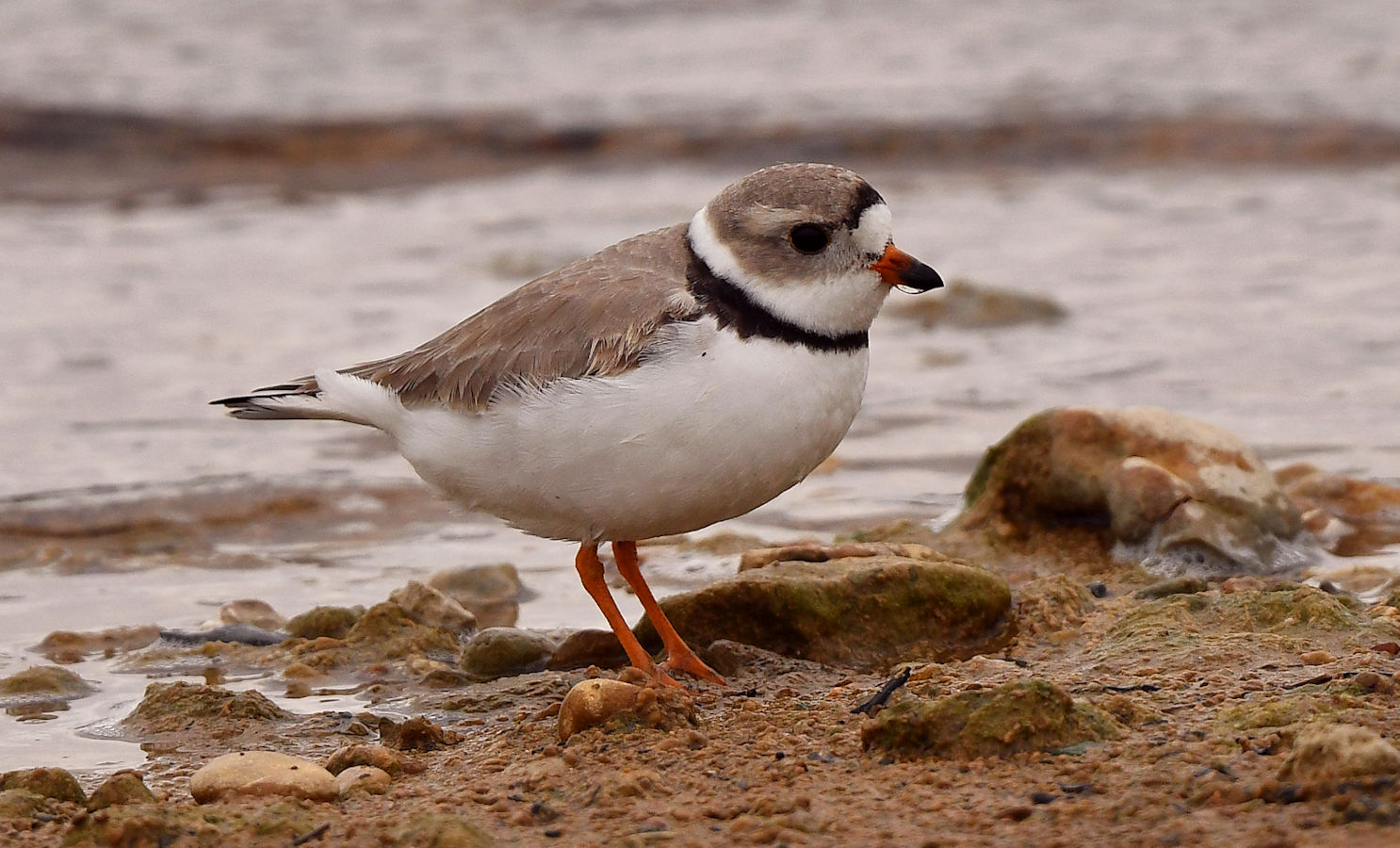 pipingplover.jpg