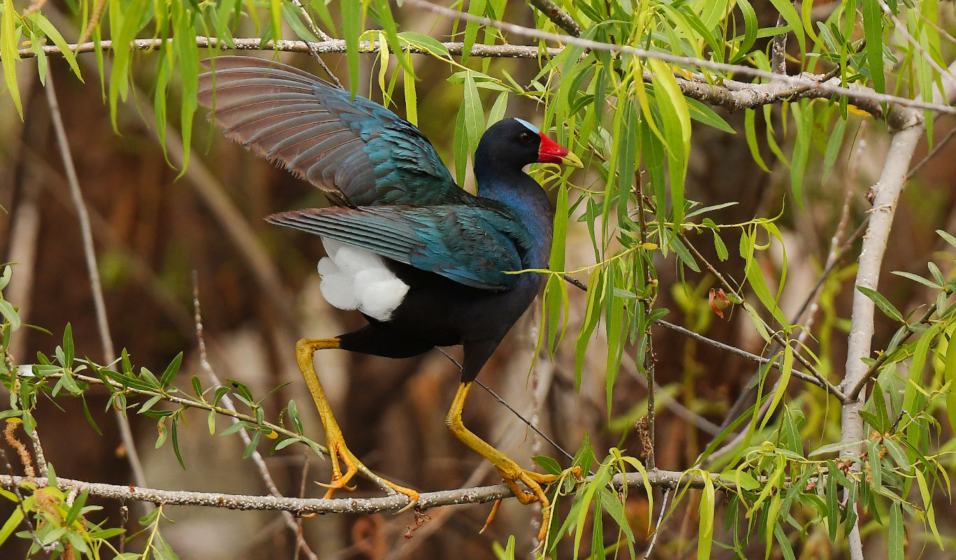 purplegallinule.jpg