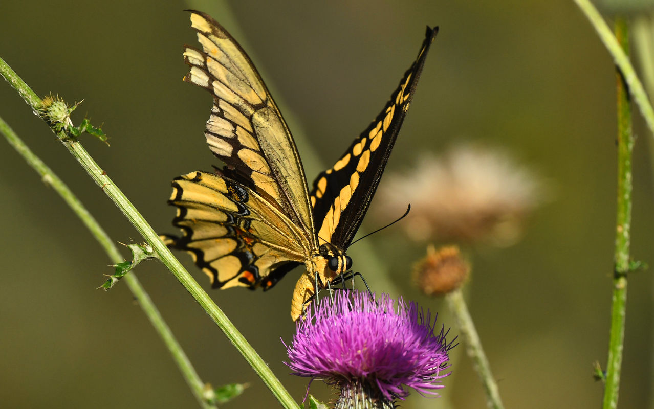 swallowtailthistle.jpg
