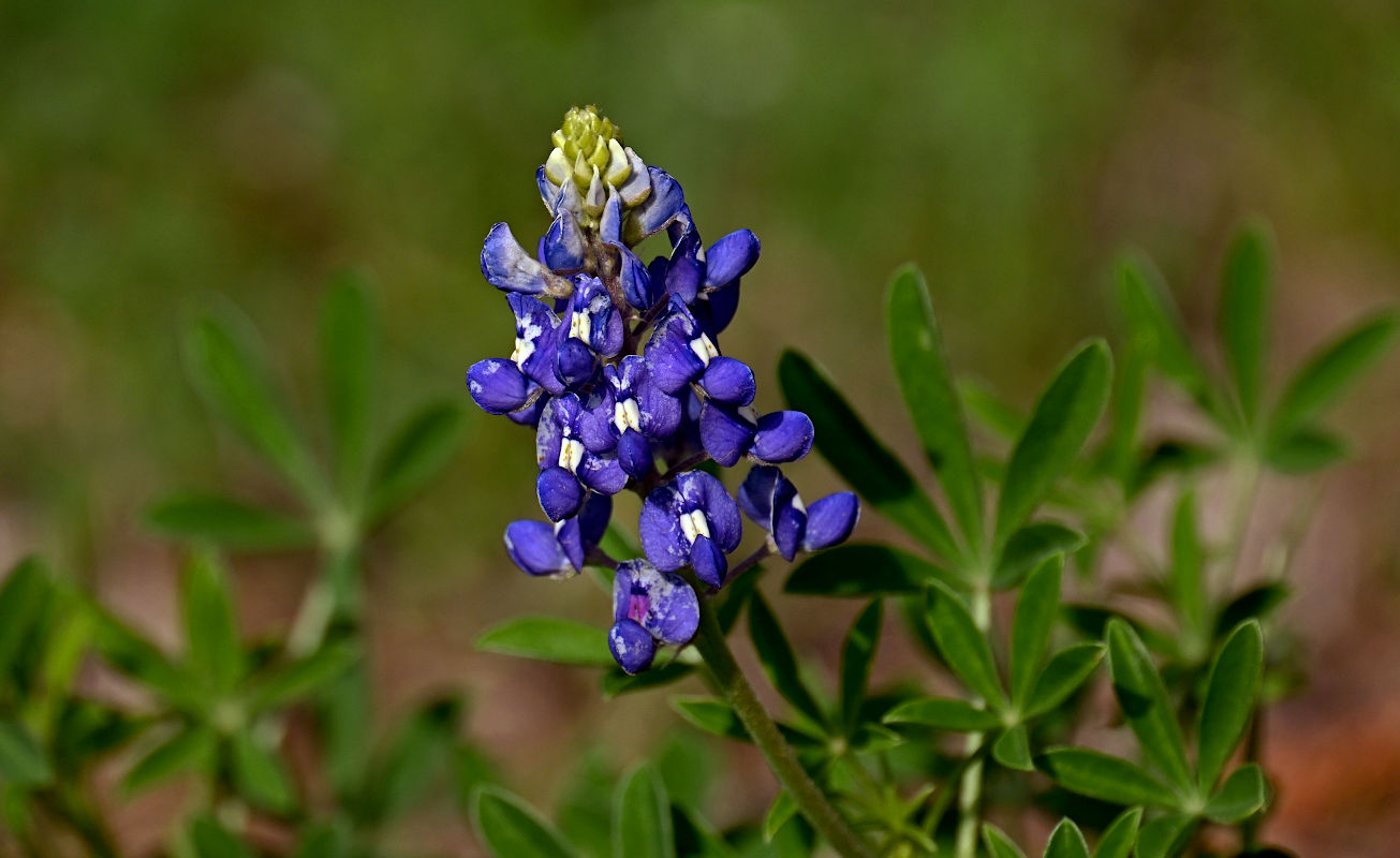 firstbluebonnets.jpg