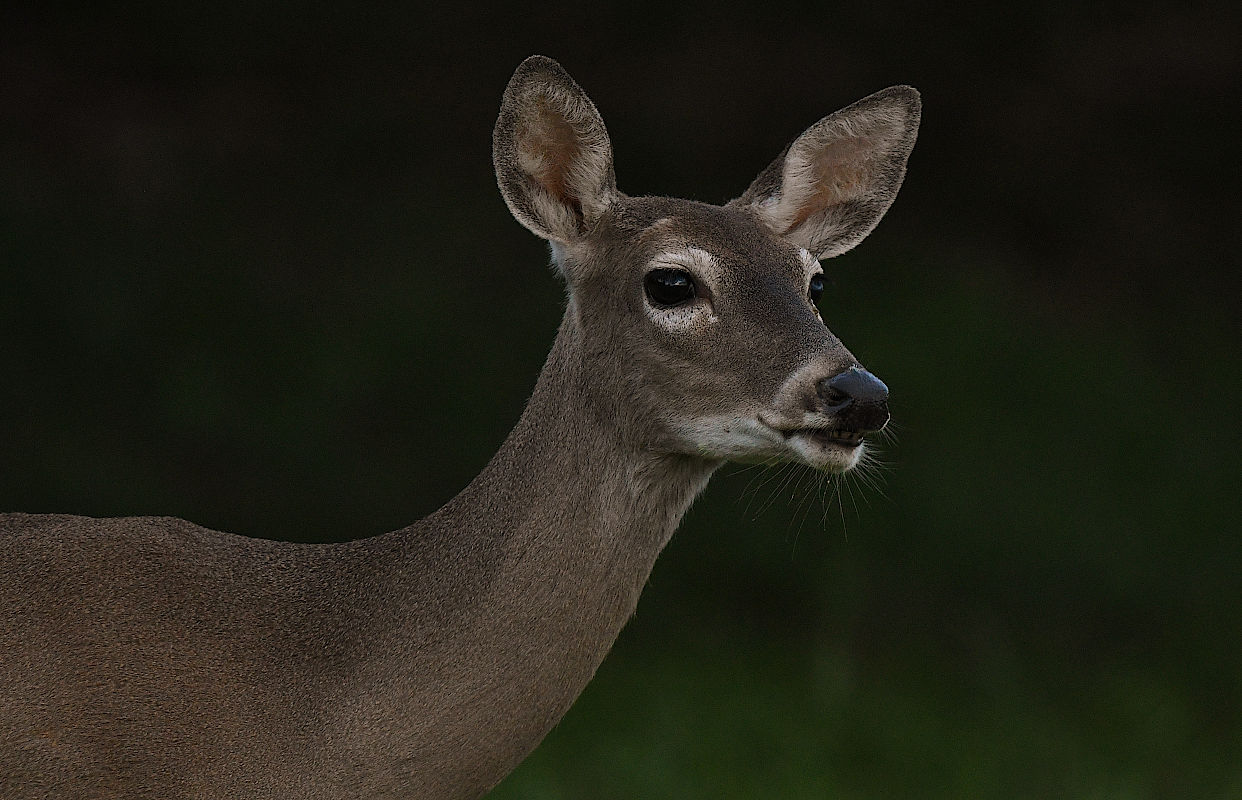 whitetaildoe.jpg