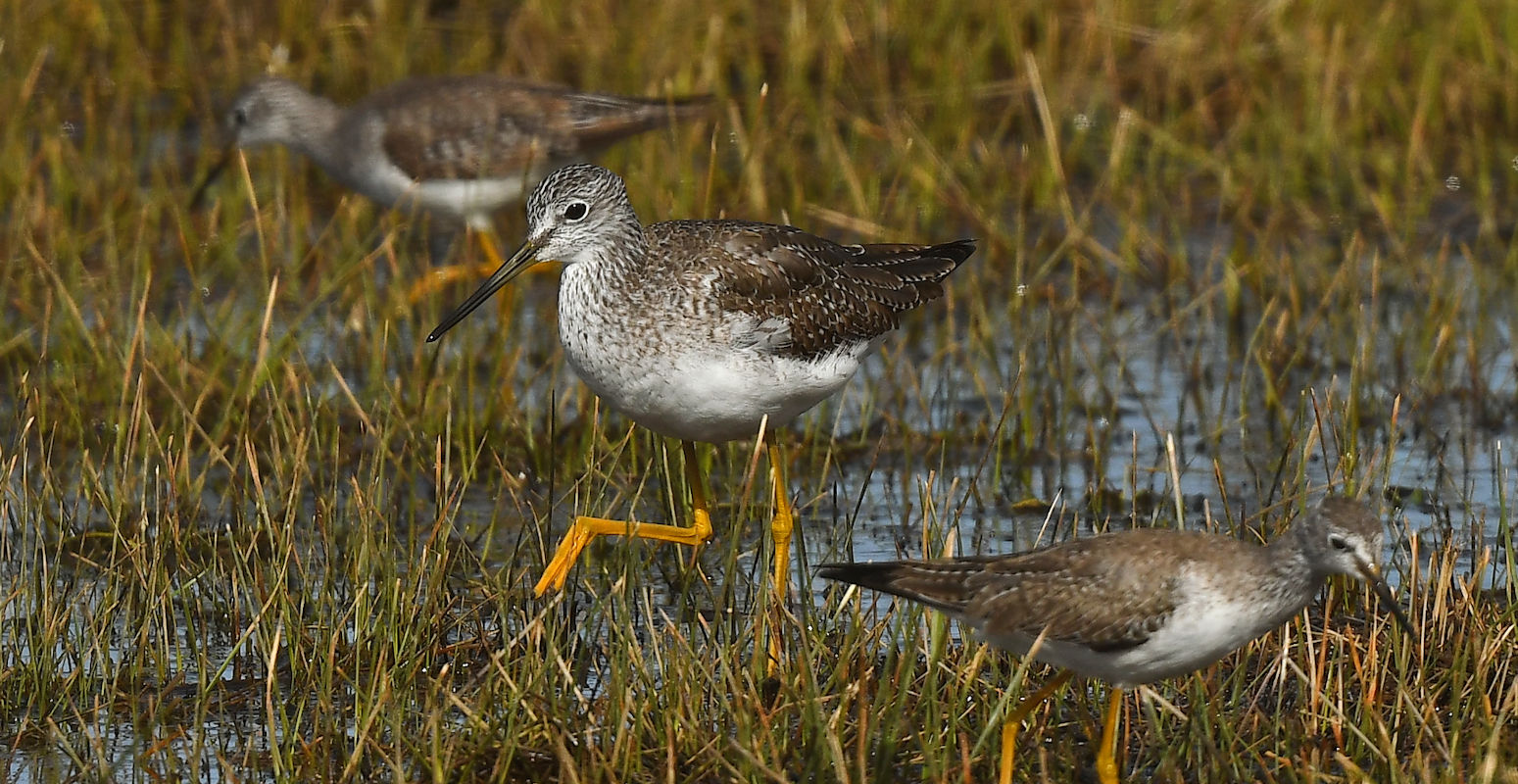 yellowlegscompare.jpg