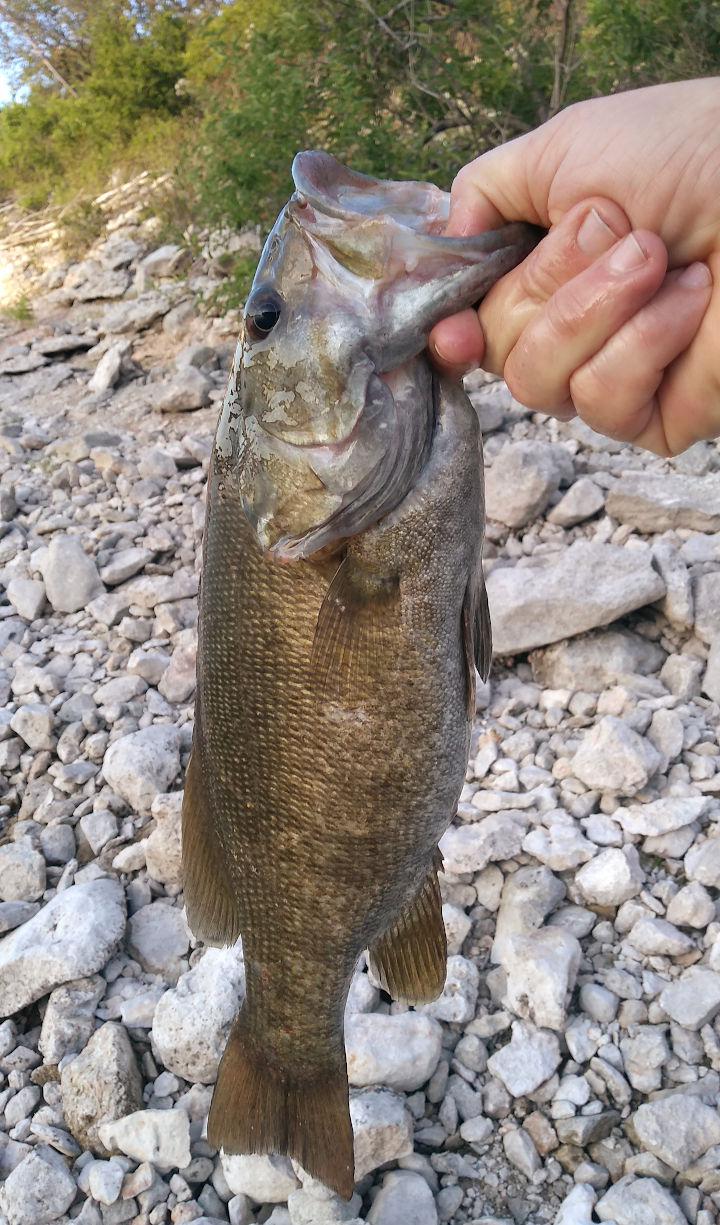 smallmouth.jpg